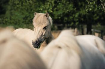 Blick über den Rücken Islandpferde__©Joegast - stock.adobe.com.jpeg