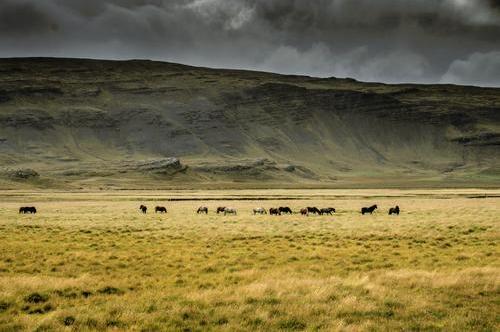 Islandpferde im Hochland von Island_©schame87 - stock.adobe.com01.jpeg