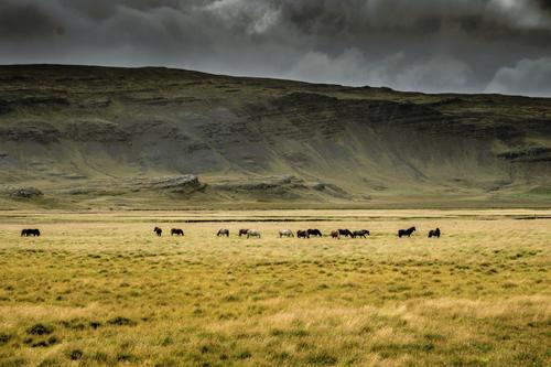 Islandpferde im Hochland von Island_©schame87 - stock.adobe.com01.jpeg
