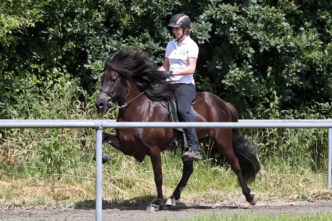 FIZO Lingen_Pala vom Kronshof.jpg