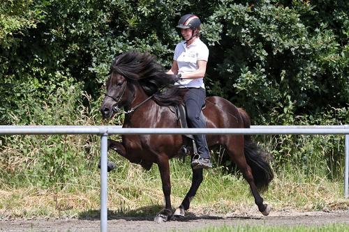 FIZO Lingen_Pala vom Kronshof.jpg