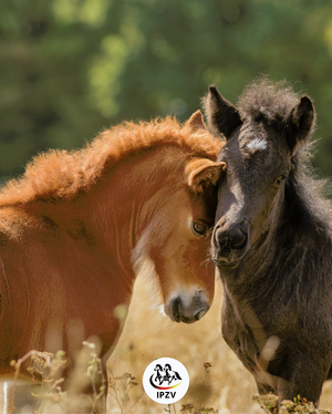 Regelwerksänderungen 2026 (1).png