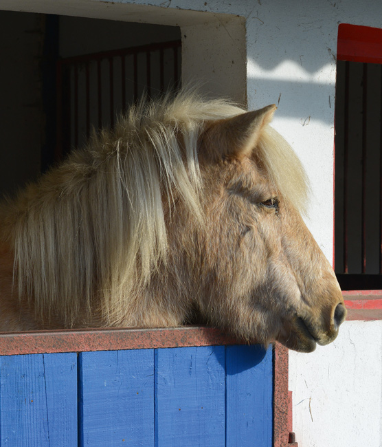 Pferd_Boxentuer_AdobeStock_46487129.jpg