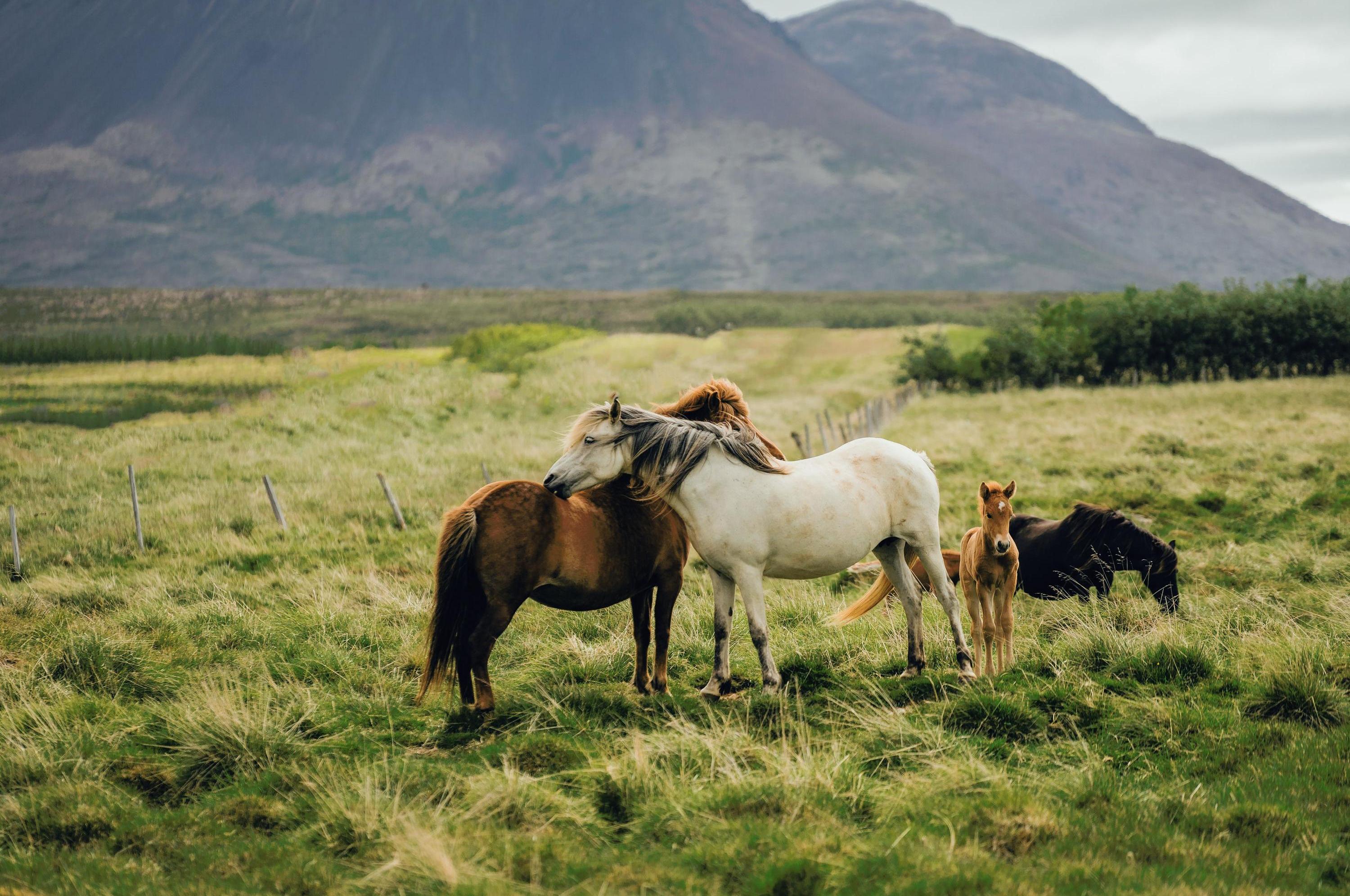 AdobeStock_453527106_Stuten_Fohlen_Weide_©Martin Fiala_hp.jpg