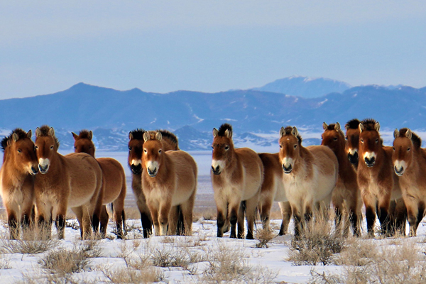 Przewalski_01_c_Stefan_Schomann.jpg
