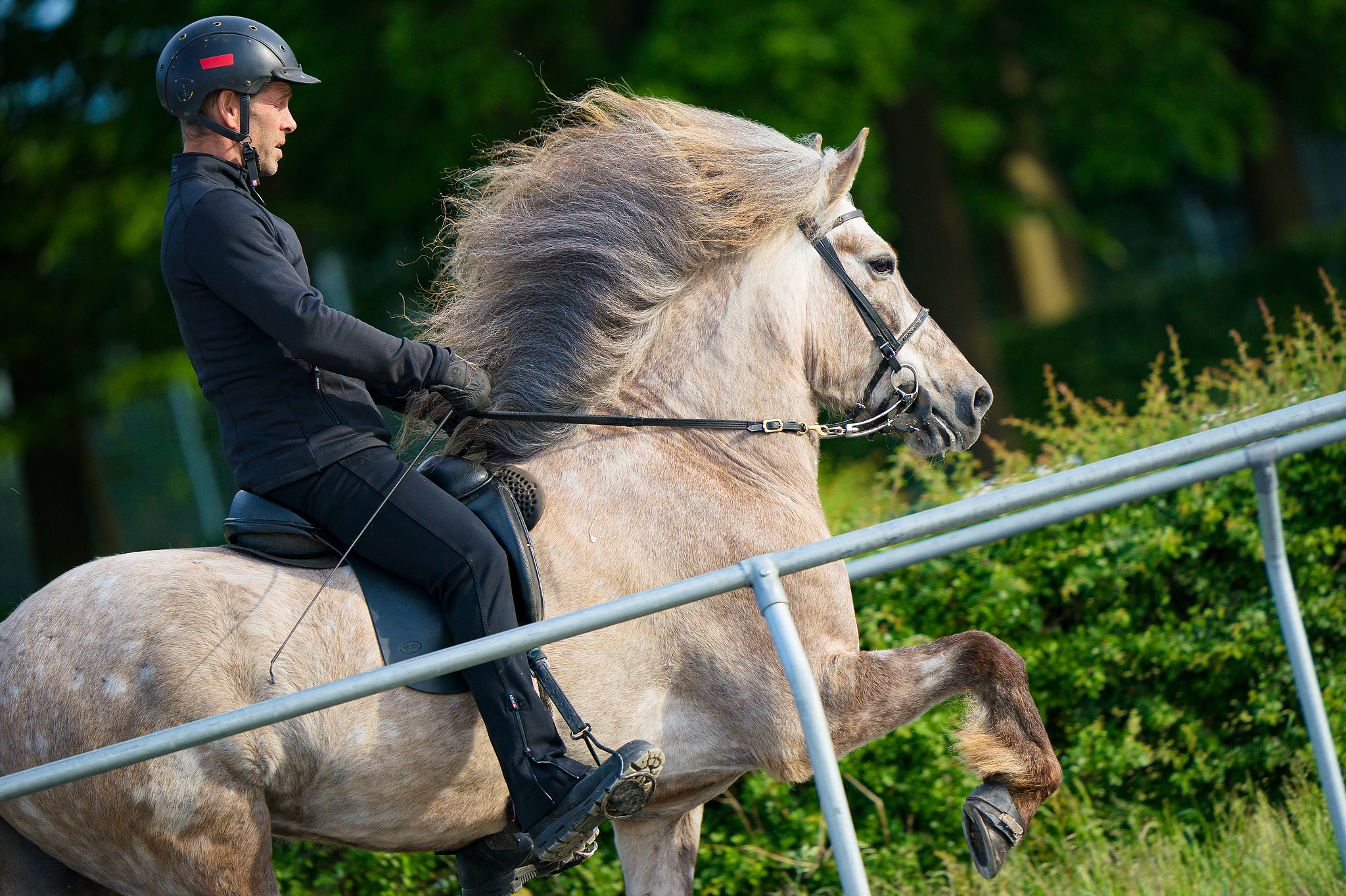 Gloría von Töltmyllan Verden 2022 Krijn.jpg